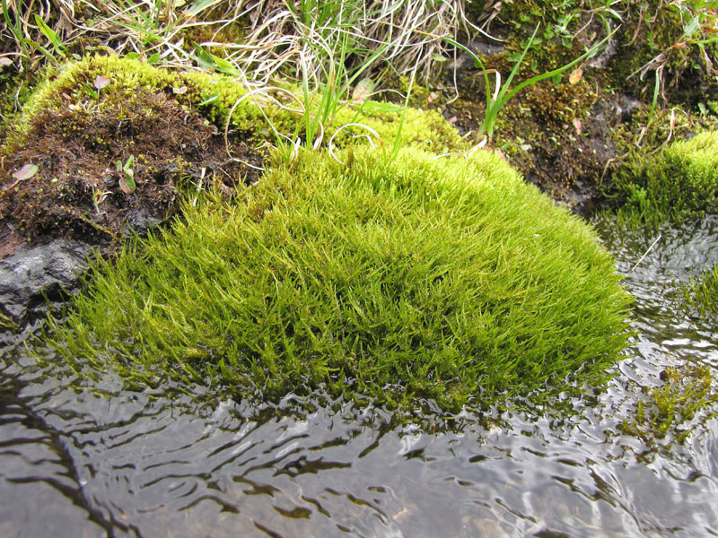 Sarmentypnum tundrae